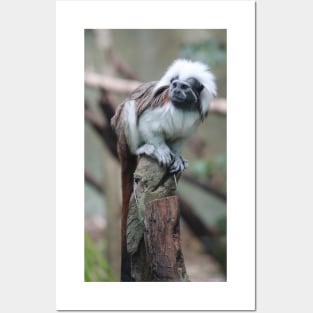 Cotton Top Tamarin Posters and Art